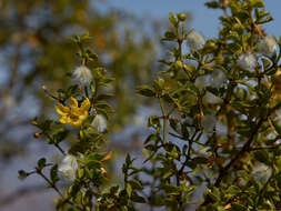 Image de Larrea tridentata (Sesse & Moc. ex DC.) Coult.