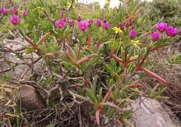 صورة Ruschia langebaanensis L. Bol.