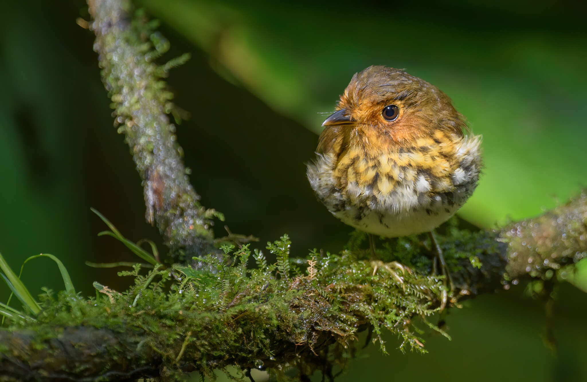 Image of Ochre-breasted Antpitta