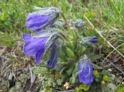 Image of Alpine Bellflower