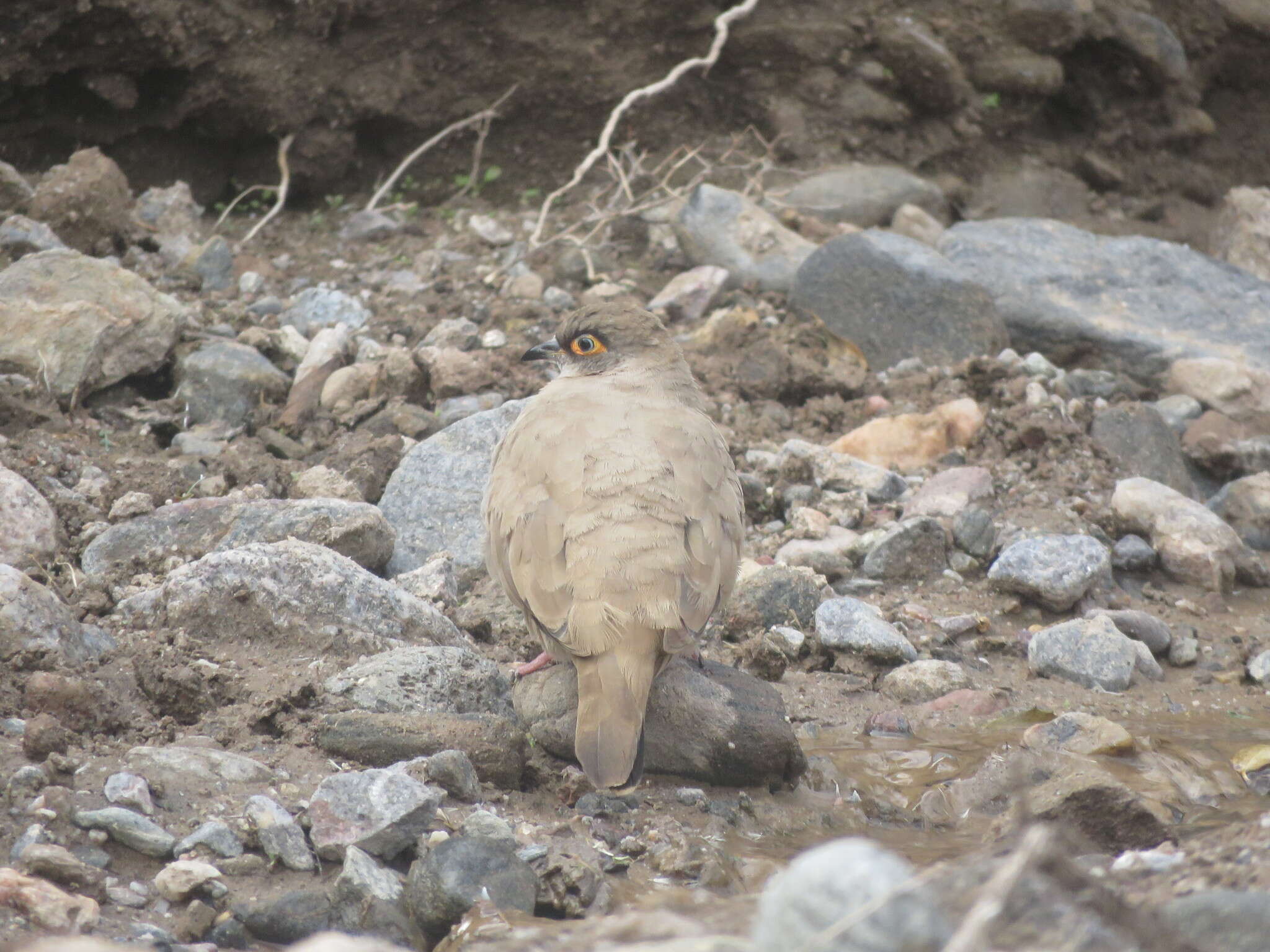 裸眶地鳩的圖片