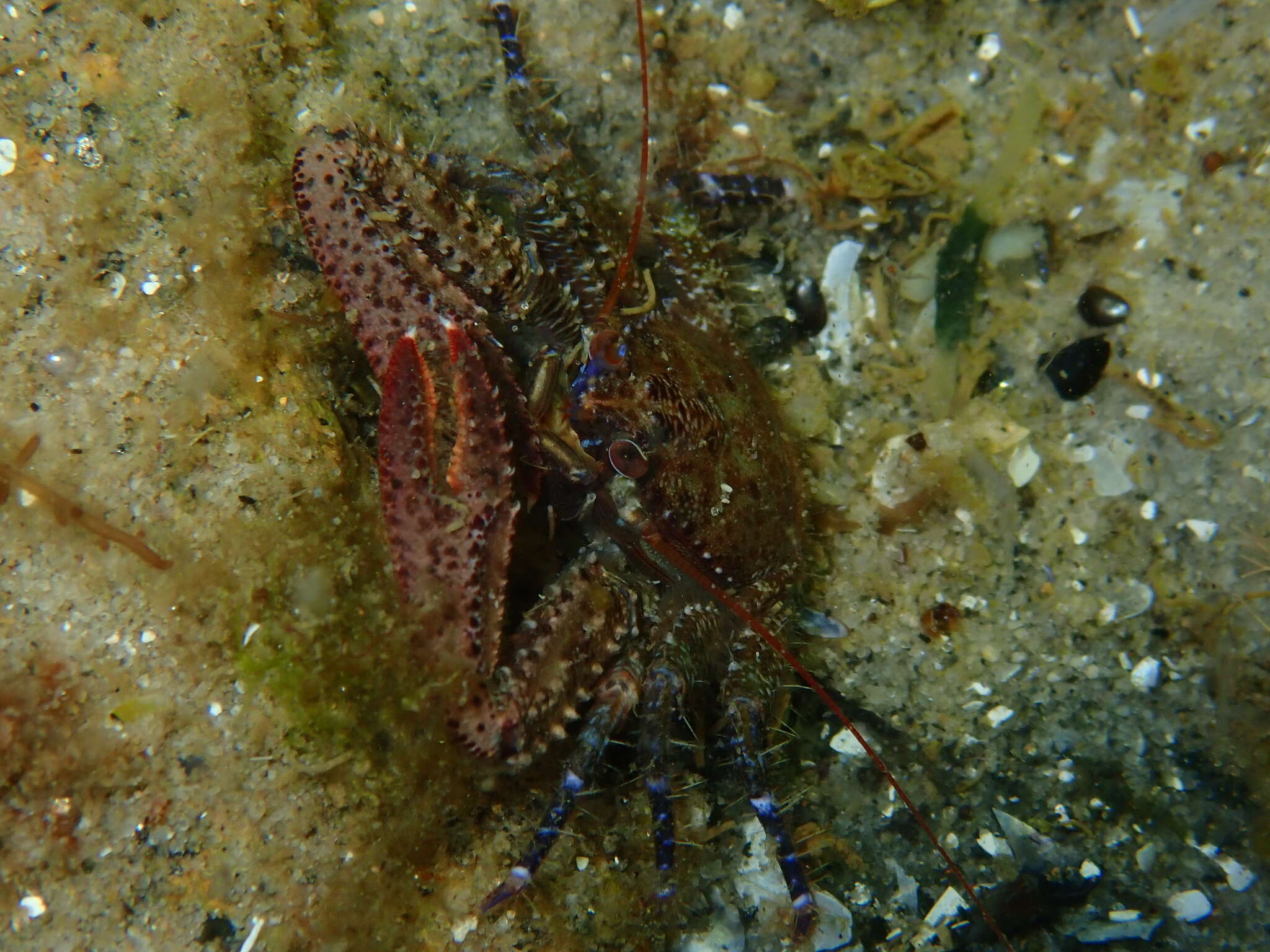 صورة Petrocheles australiensis (Miers 1876)