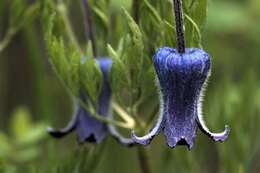 Image of hairy clematis