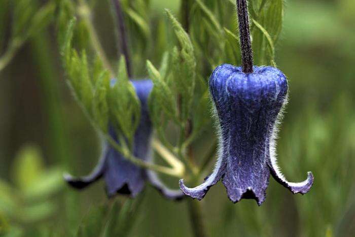 Image of hairy clematis