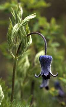 Image of hairy clematis