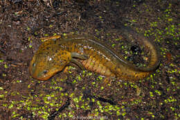 Image of Ambystoma granulosum Taylor 1944