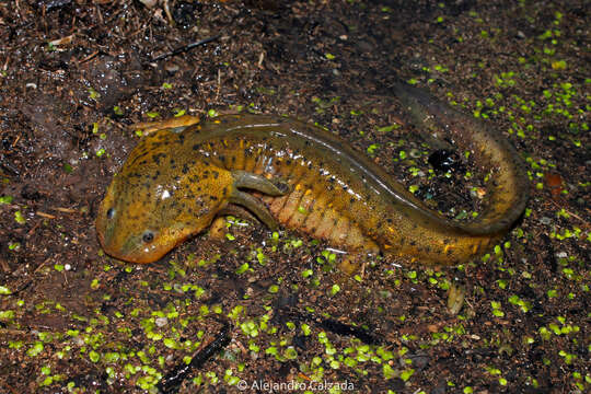 Imagem de Ambystoma granulosum Taylor 1944