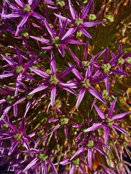 Image of <i>Allium giganteum</i> Regel