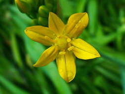 Image of Lily Leek