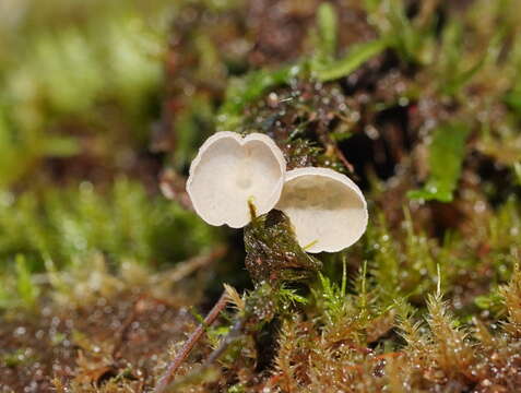 Image of Chromocyphellaceae