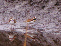 Image of Killdeer