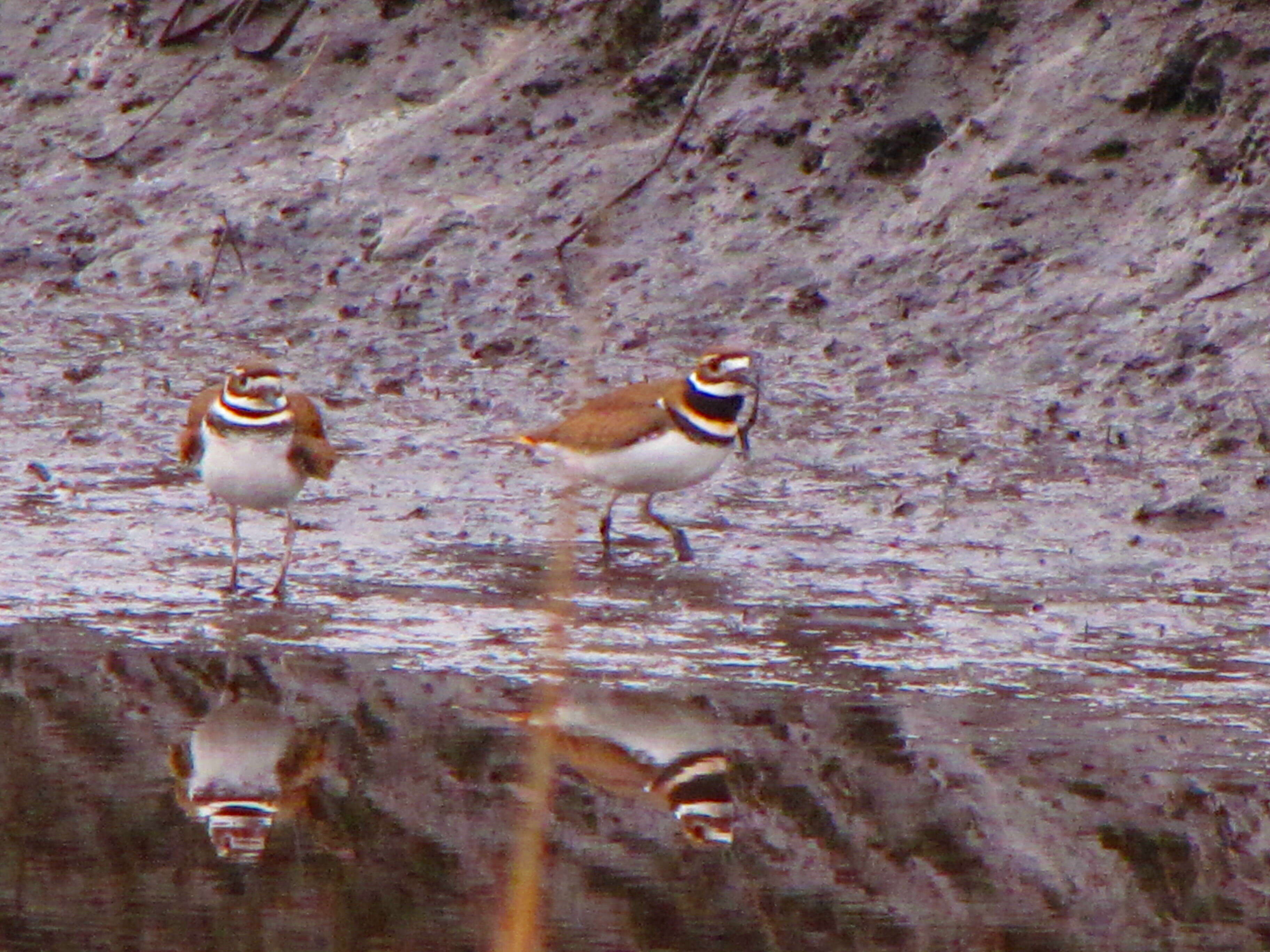 Image of Killdeer