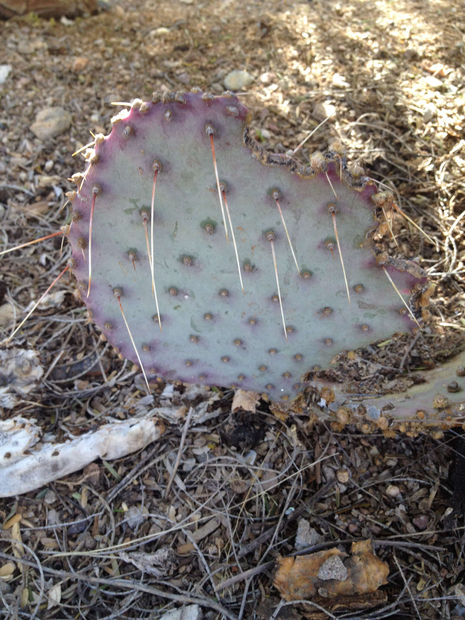 Sivun Opuntia santa-rita (Griffiths & Hare) Rose kuva