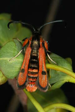 Image de Chamaesphecia anthraciformis Rambur 1832