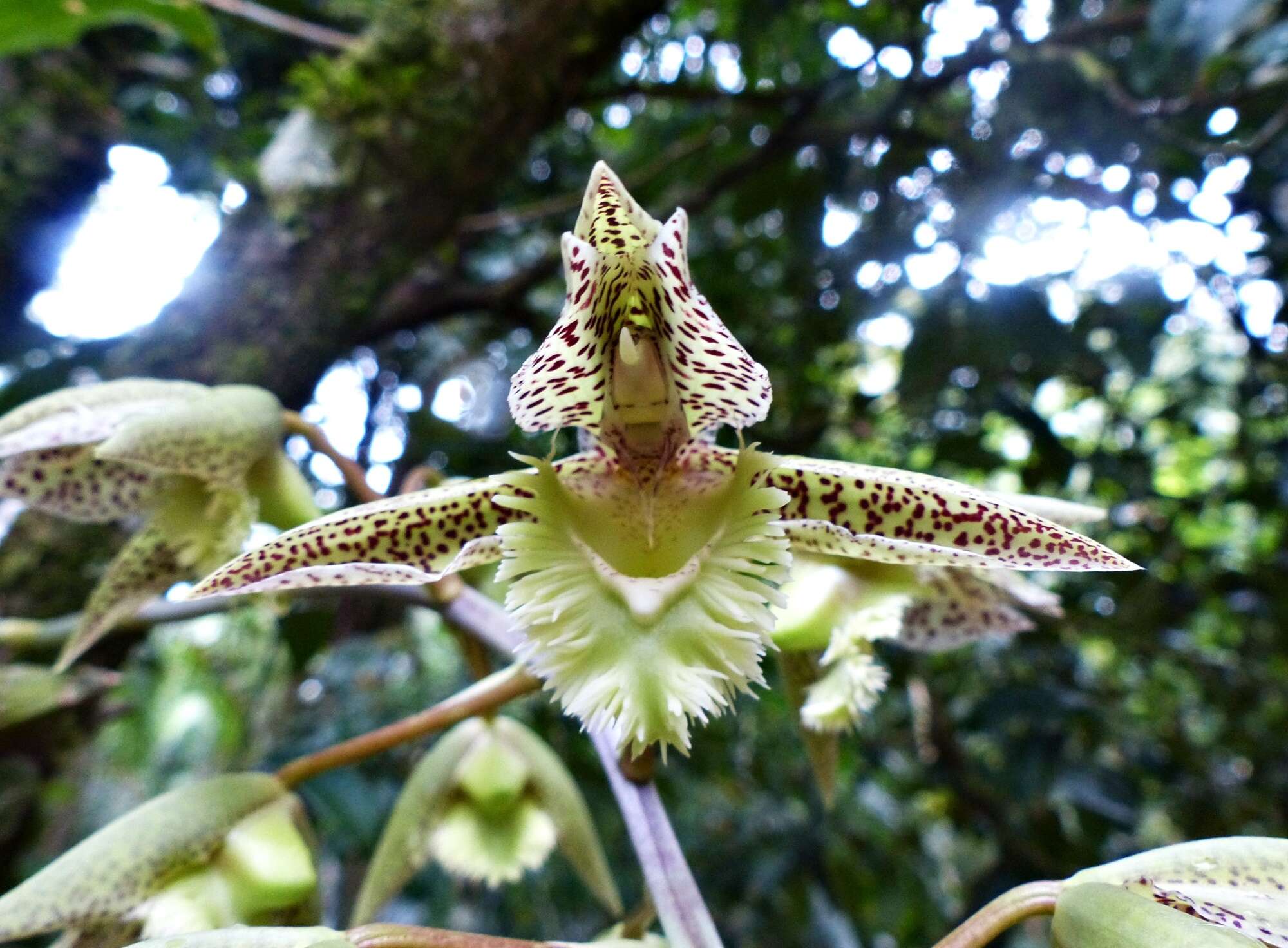 Image of Catasetum fimbriatum (C. Morren) Lindl.