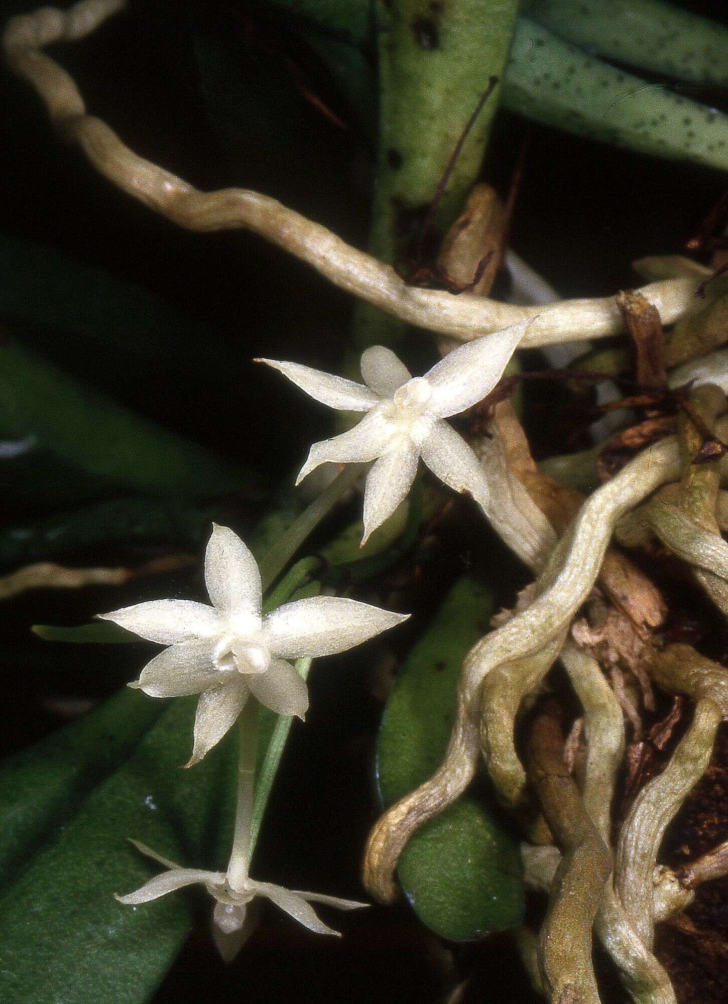 Image of Aerangis ugandensis Summerh.