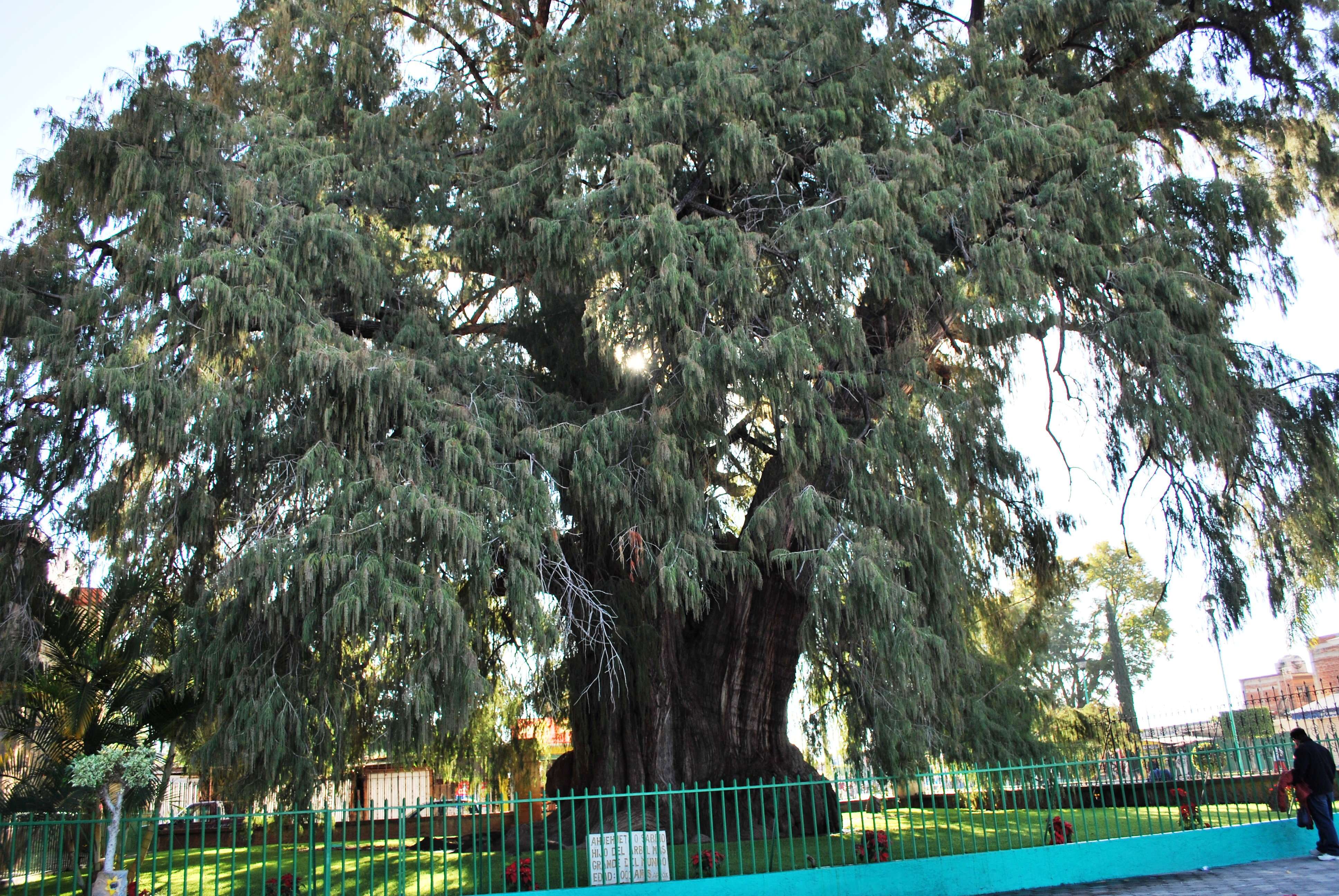 صورة Taxodium mucronatum Ten.