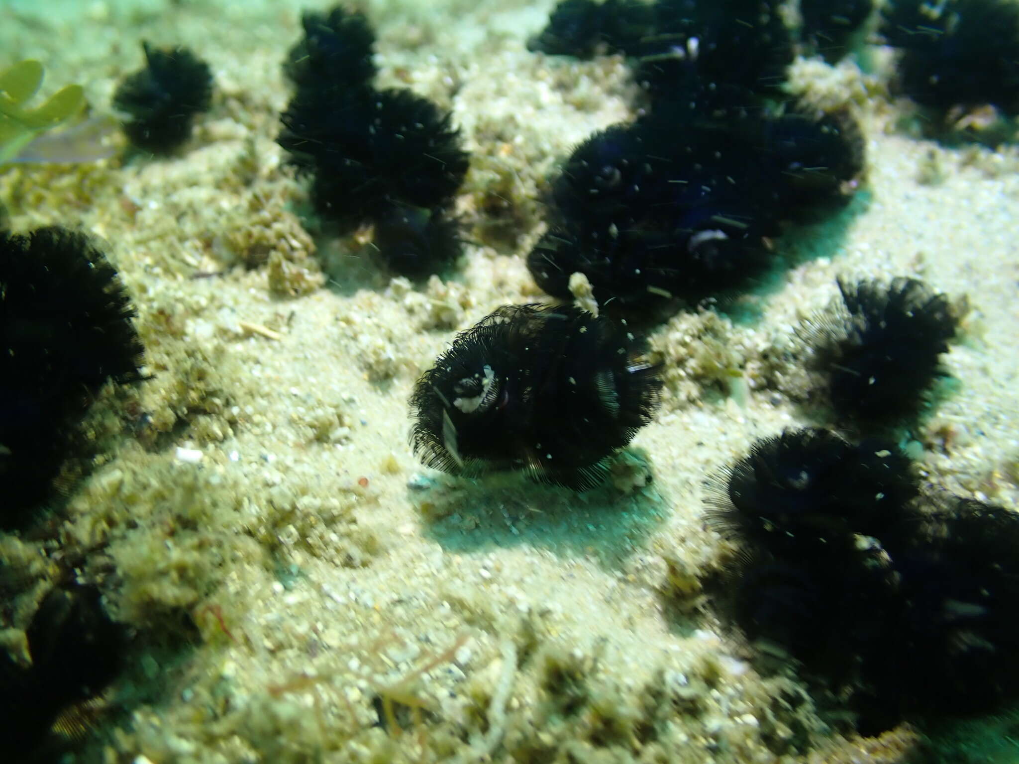 Image of Brown whirl tubeworm