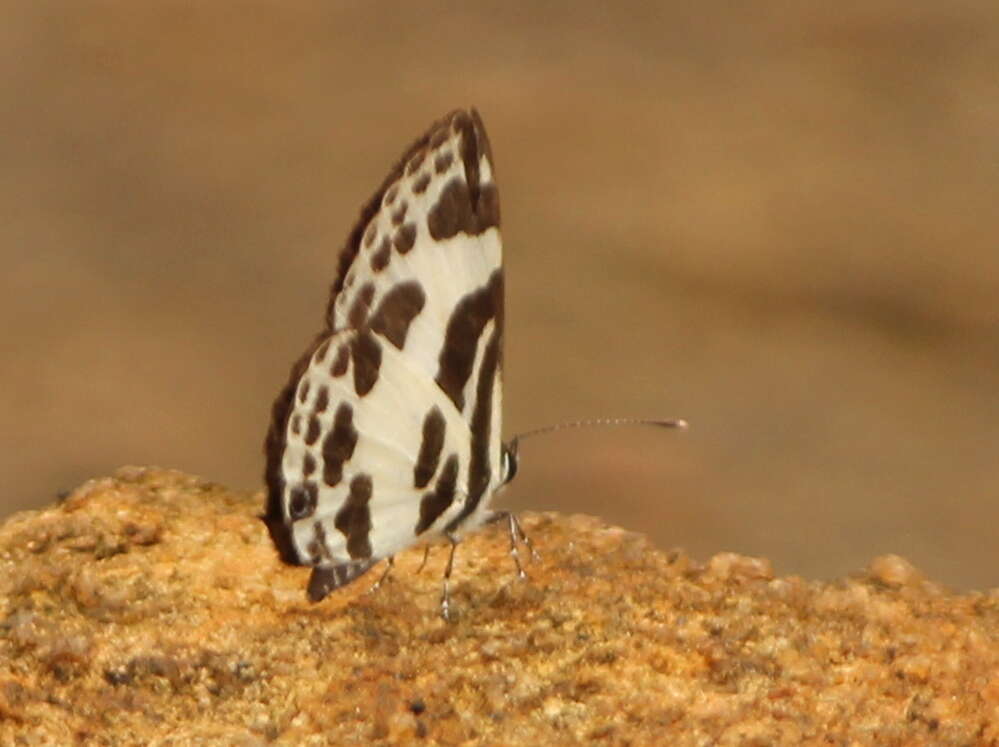 Image of banded blue Pierrot