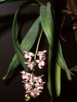 Image of Aerides lawrenceae Rchb. fil.