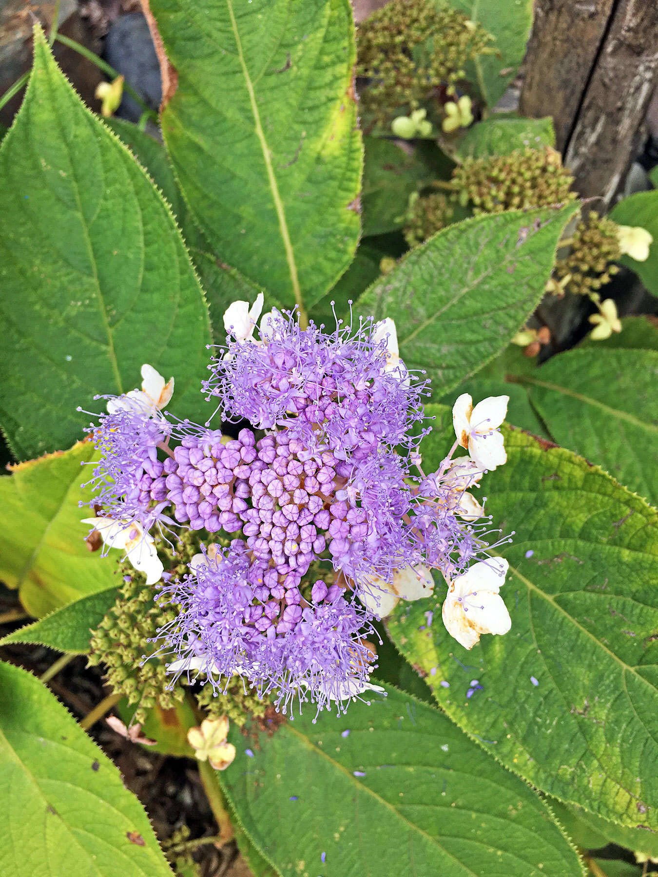 Image of Hydrangea involucrata Siebold