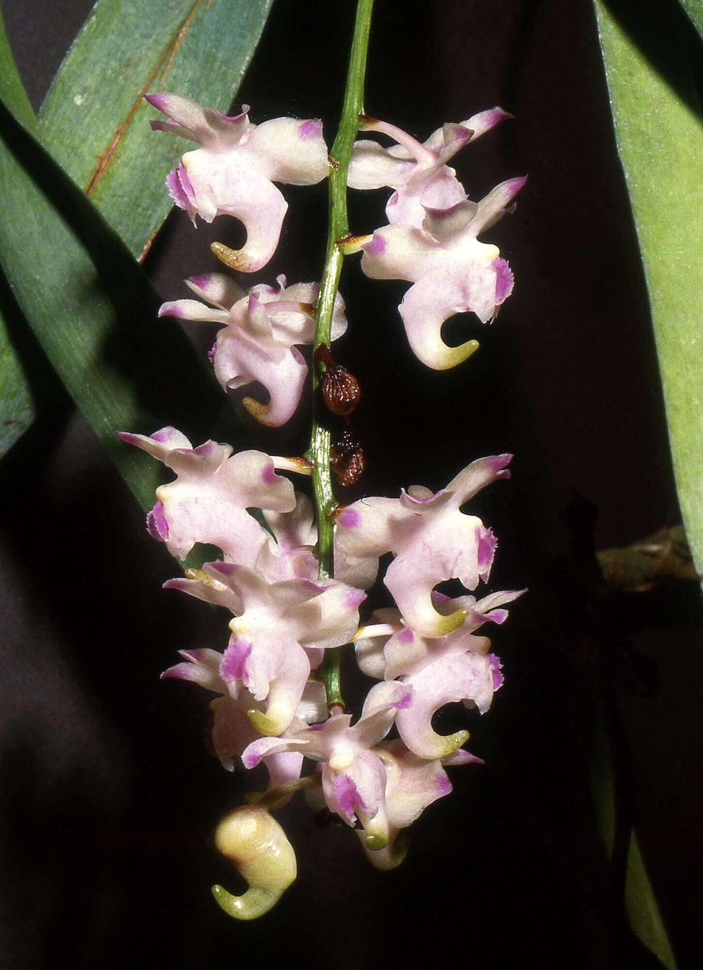 Plancia ëd Aerides lawrenceae Rchb. fil.