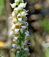 Image of Grecian foxglove