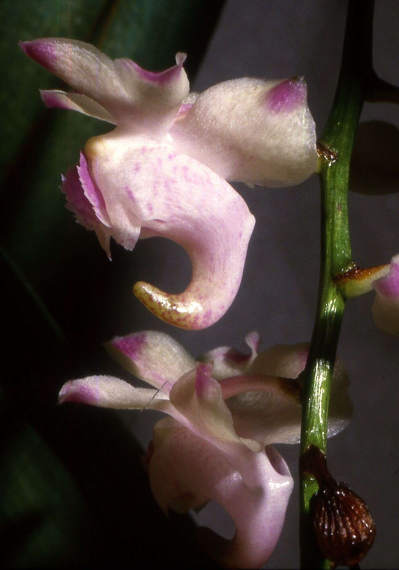 Image of Aerides lawrenceae Rchb. fil.