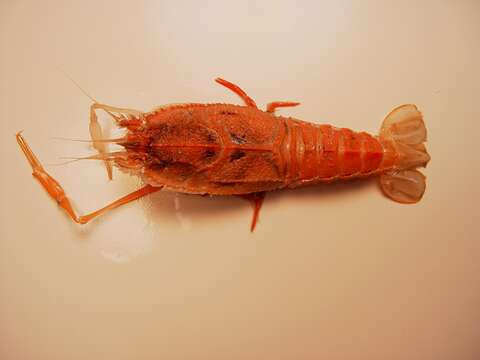 Image of deep-sea blind lobsters