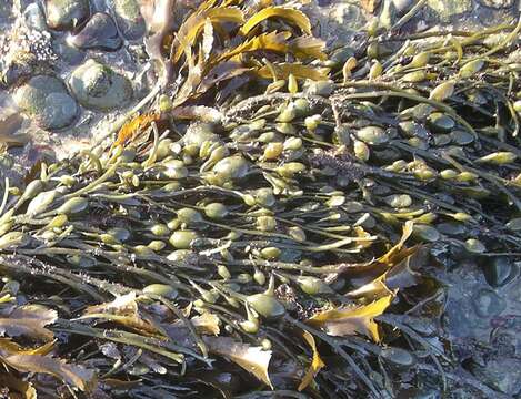 Image of toothed wrack