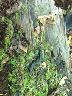 Image of White-spotted Slimy Salamander