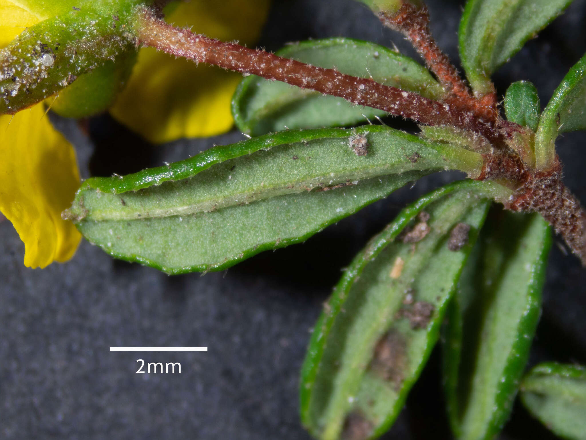 Image of Hibbertia empetrifolia subsp. empetrifolia