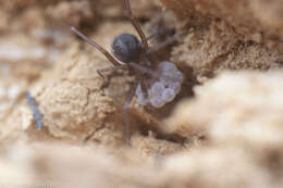 Image of Pholcophora americana Banks 1896