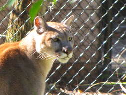 Image of Puma concolor coryi