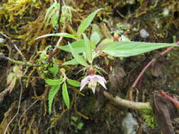 Cyclocodon lancifolius (Roxb.) Kurz resmi