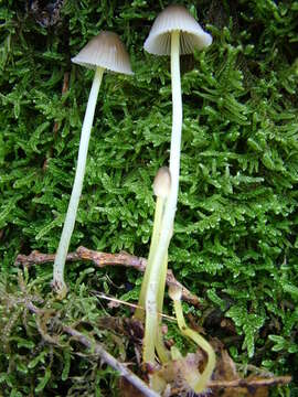 Mycena epipterygia (Scop.) Gray 1821 resmi