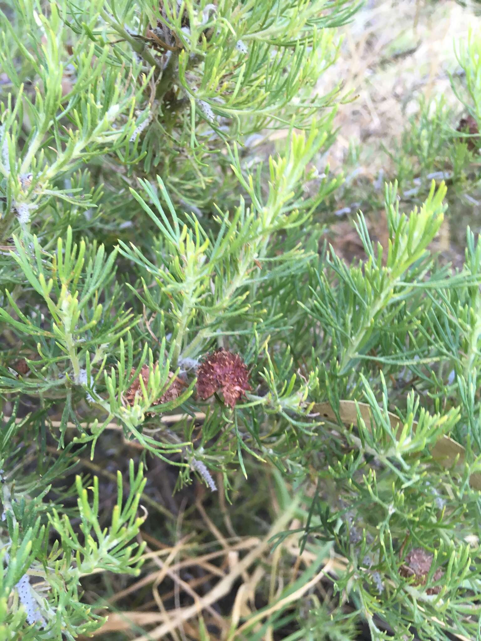 Image of Grevillea crithmifolia R. Br.