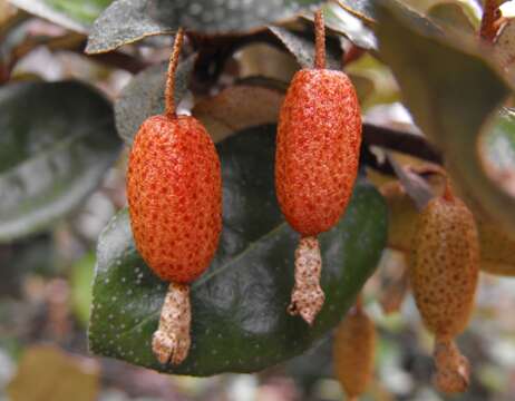 Image of Russian olive