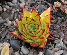 Image of Echeveria agavoides Lem.