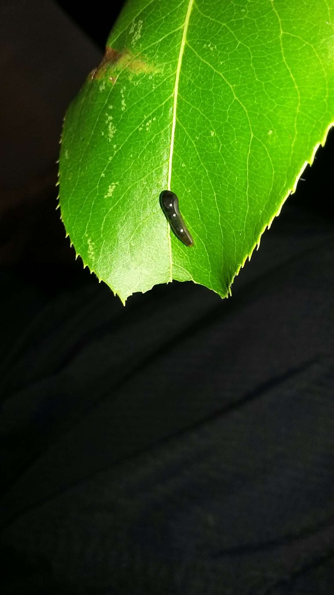 Image of Cherry slug