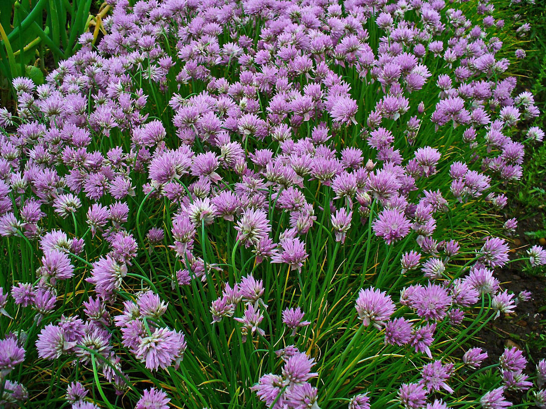 Image of wild chives