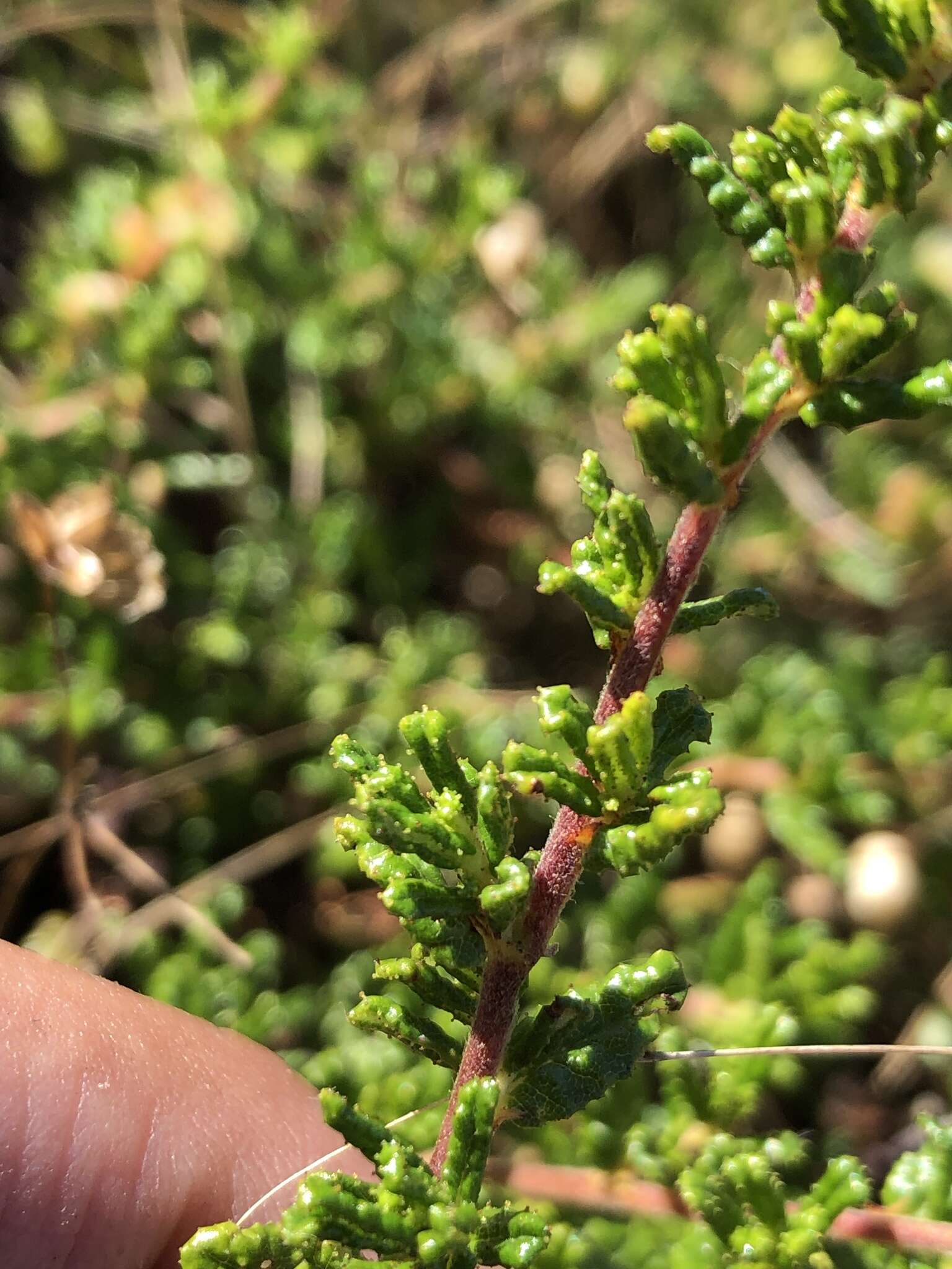 Image of Hearst Ranch buckbrush