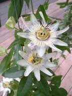 Image of Blue Passion Flower