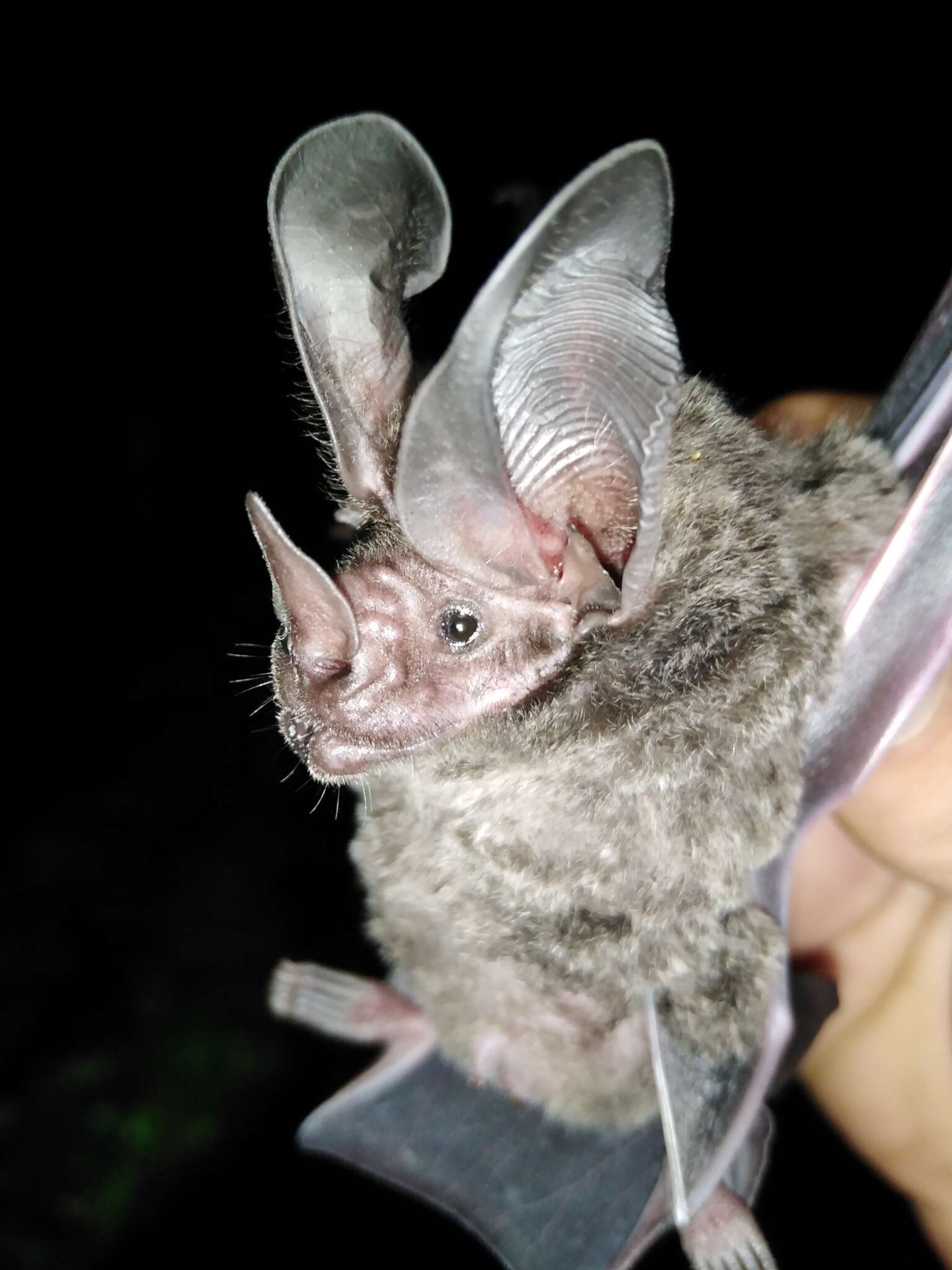 Image of pygmy round-eared bat