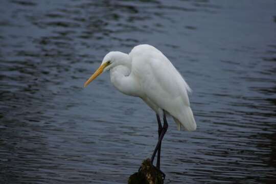 Image of Eastern great egret