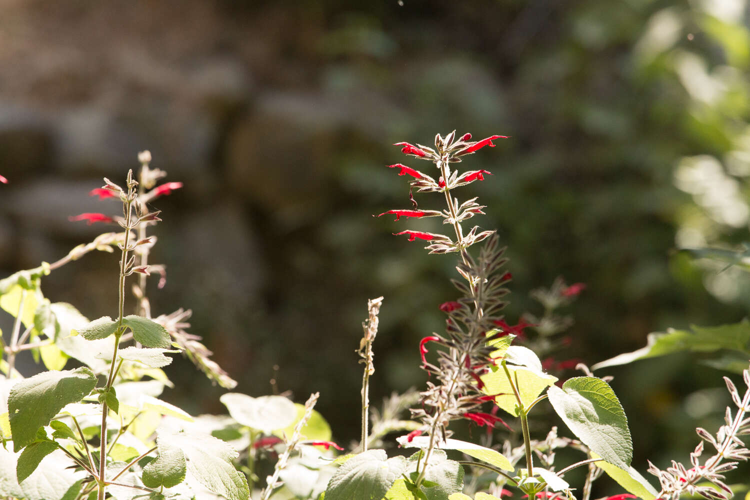 Imagem de Salvia longistyla Benth.