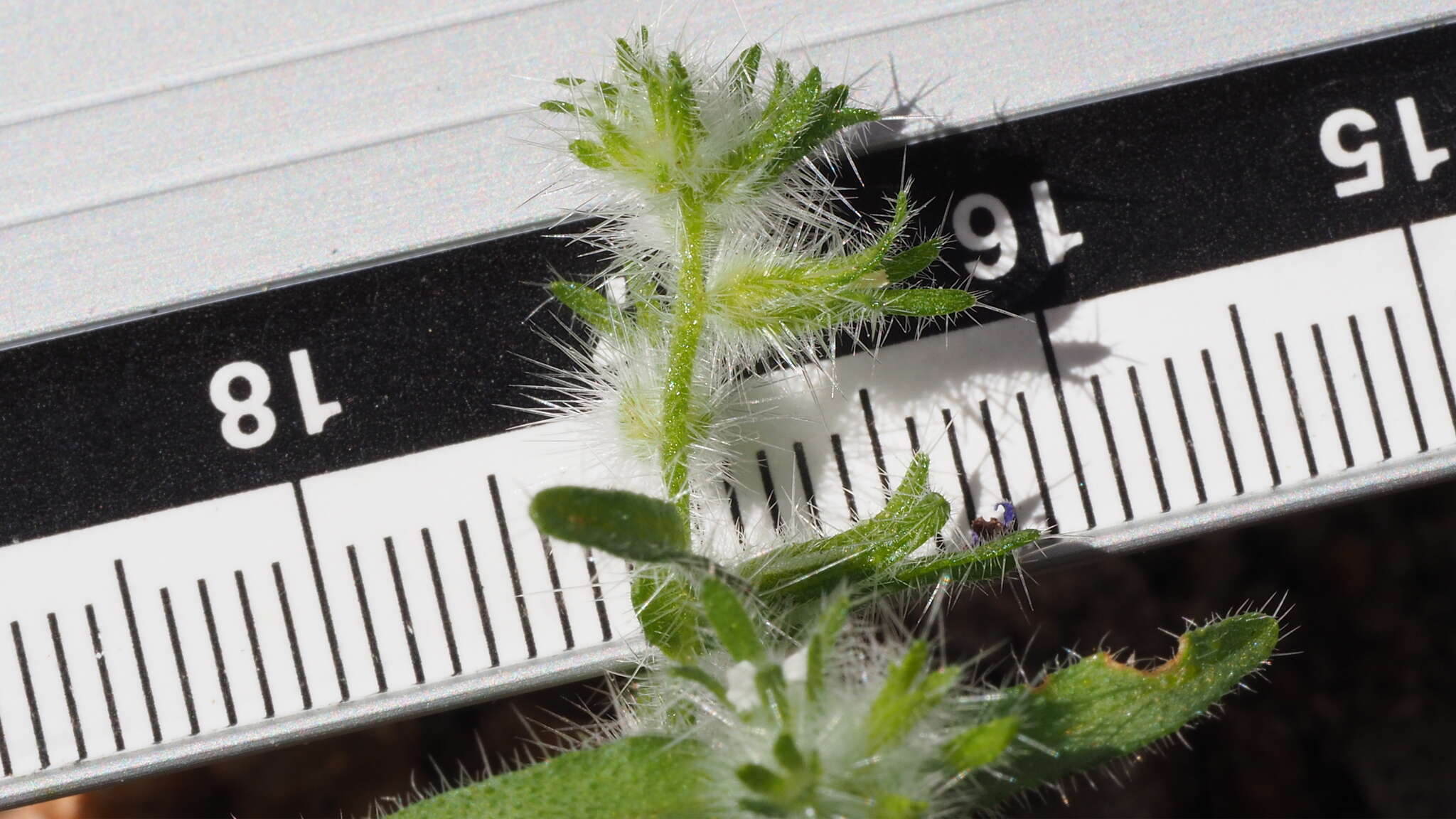 Image of Cryptantha barbigera var. barbigera