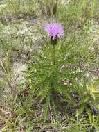 Imagem de Cirsium repandum Michx.