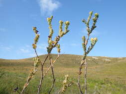 Image of Thesium euphorbioides Berg.