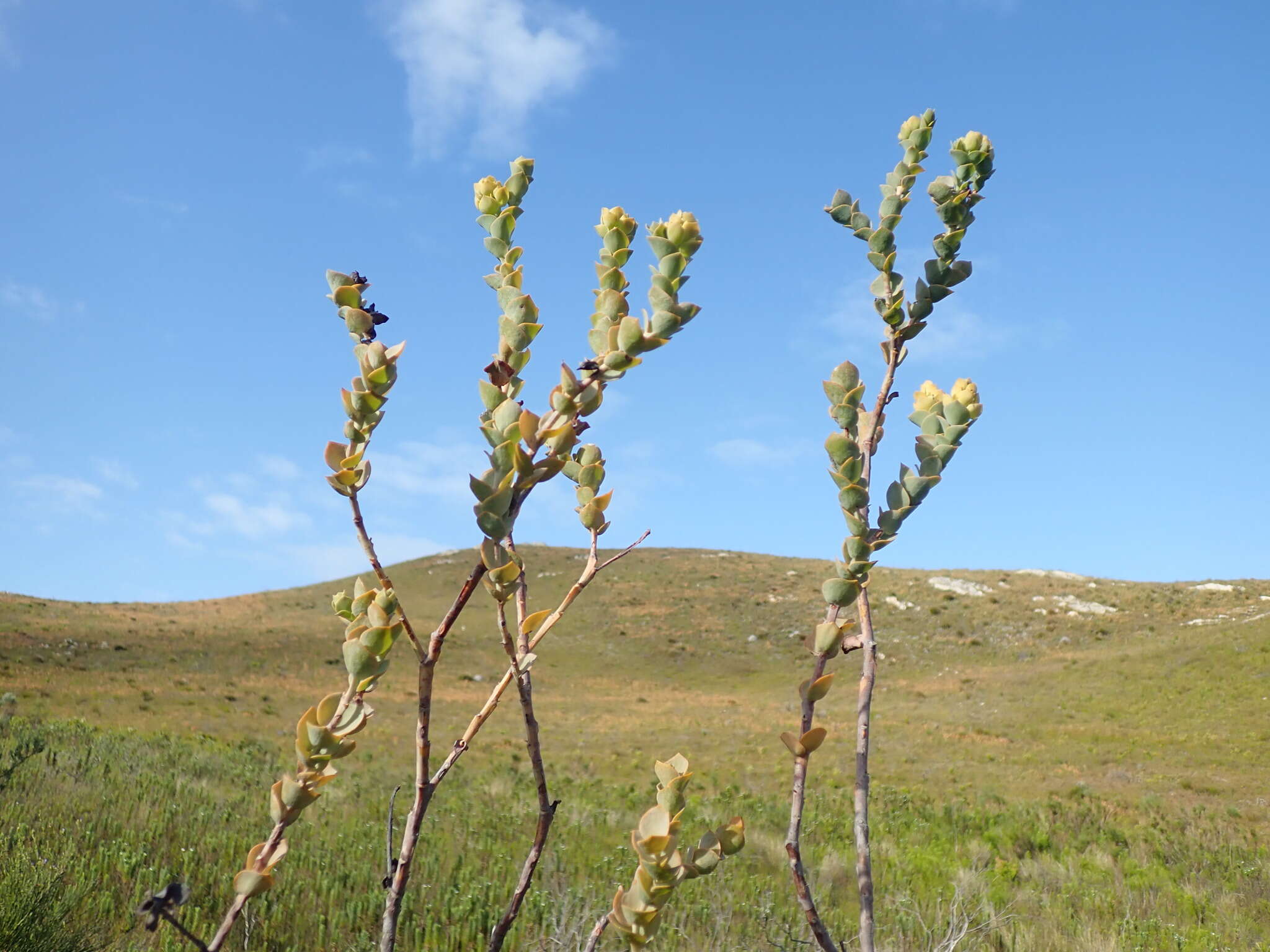 Image of Thesium euphorbioides Berg.